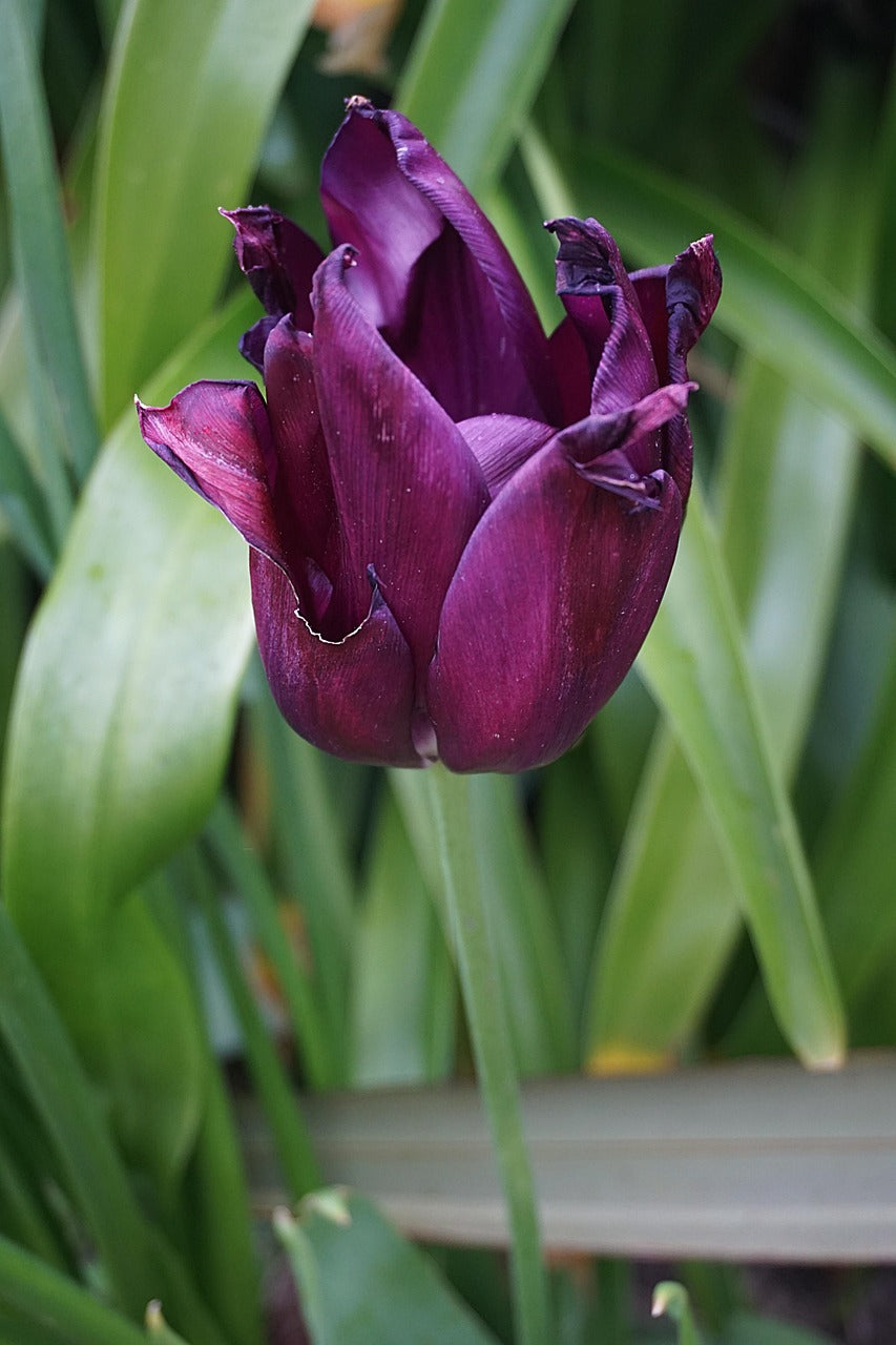files/fleur-1834943_1280.jpg
